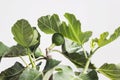 close up of fig fruits on tree branch with white background Royalty Free Stock Photo
