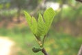 Fig leaves and fruit close up Royalty Free Stock Photo