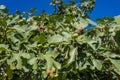 A close-up of a fig tree with ripe figs Royalty Free Stock Photo