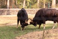 Close-up of fighting large male gaur Indian bison in the grassland of chhatbir zoo