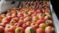 Close up of fiji apples being washed and traveling up a conveyor belt