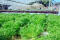 close up Filey Iceberg lettuce Hydroponic vegetables in agricultural organic green house