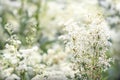 Filipendula ulmaria flower Royalty Free Stock Photo