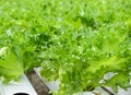 Close up of Fillie Iceburg leaf lettuce vegetables plantation Royalty Free Stock Photo