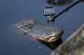 Close up filming of Alligator with mini action camera Royalty Free Stock Photo