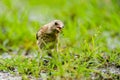 Close-up of a finch, takes a bite of grass. A pool of water in the green grass. Detailed bird Royalty Free Stock Photo