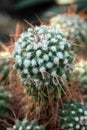 Close Up of a Finger Cactus, Mammillaria Longimamma with a Blurred Background