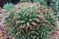 Close Up of a Finger Cactus, Mammillaria Longimamma