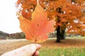 Close up fingers holding an orange maple leaf Royalty Free Stock Photo