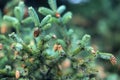 Close-up Fir branches with cones, winter. Christmas, Happy new year. Natural background, trendy green colors by Pantone