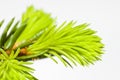 Close-up of fir tree Royalty Free Stock Photo