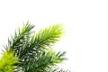 Close up of fir tree Royalty Free Stock Photo