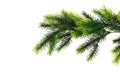 Close up of fir tree branch Royalty Free Stock Photo