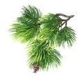 Close up of fir tree branch Royalty Free Stock Photo