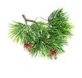 Close up of fir tree branch Royalty Free Stock Photo