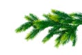 Close up of fir tree branch Royalty Free Stock Photo