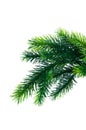 Close up of fir tree branch Royalty Free Stock Photo