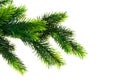 Close up of fir tree branch Royalty Free Stock Photo