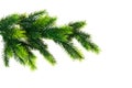 Close up of fir tree branch Royalty Free Stock Photo