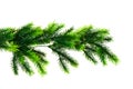 Close up of fir tree branch Royalty Free Stock Photo