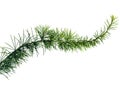 Close up of fir tree branch Royalty Free Stock Photo