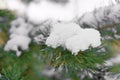 Close up  Fir tree Branch Covered with Frost and Snow. Winter and Christmas Background Royalty Free Stock Photo