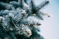 Close up of fir tree branch covered with hoarfrost after ice fog and snow in morning winter forest. Real winter and