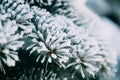 Close up of fir tree branch covered with hoarfrost after ice fog and snow in morning winter forest. Real winter and