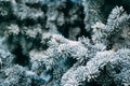 Close up of fir tree branch covered with hoarfrost after ice fog and snow in morning winter forest. Real winter and