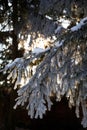 Close up of fir tree branch covered with hoarfrost after ice fog and snow in morning winter forest. Real winter and