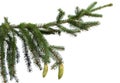 Close up of fir tree branch isolated Royalty Free Stock Photo