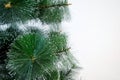 Close up of fir tree branch isolated on white Royalty Free Stock Photo