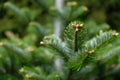 Close-Up of fir tree branch with little buds with soft focus. Royalty Free Stock Photo