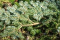 Fir tree branches. Natural background.