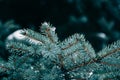 Close up of fir tree branches in water drops covered with melting snow. Real spring, winter background.