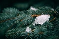 Close up of fir tree branches in water drops covered with melting snow. Real spring, winter background.