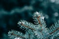 Close up of fir tree branches in water drops covered with melting snow. Real spring, winter background.