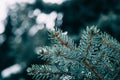 Close up of fir tree branches in water drops covered with melting snow. Real spring, winter background.