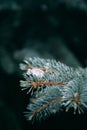 Close up of fir tree branches in water drops covered with melting snow. Real spring, winter background.