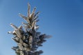 Close up of fir tree top covered with hoarfrost after ice fog and snow in morning winter forest against blue sky. Real Royalty Free Stock Photo