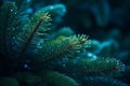 a close up of a fir tree with water droplets on it Royalty Free Stock Photo