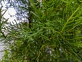 A close up of fir tree or Casuarinaceae leaves Royalty Free Stock Photo