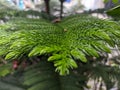 A close up of fir tree or Casuarinaceae leaves Royalty Free Stock Photo
