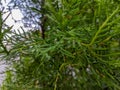 A close up of fir tree or Casuarinaceae leaves Royalty Free Stock Photo