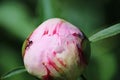 Close Up of A Fire Ant Crawling on a Pink Peony Flower Bud