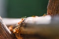 Close up fire ant walk macro shot insect in nature red ant is very small / Ant action standing on tree branch with morning Royalty Free Stock Photo