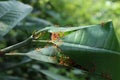 Close up of a fire ants nest made from folded large leaves