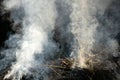 Close up fire burning stack of rice straw almost complete Royalty Free Stock Photo