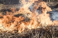 close-up. fire burns. dry branches, grass, there is toning Royalty Free Stock Photo