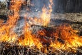 close-up. fire burns. dry branches, grass, there is toning Royalty Free Stock Photo